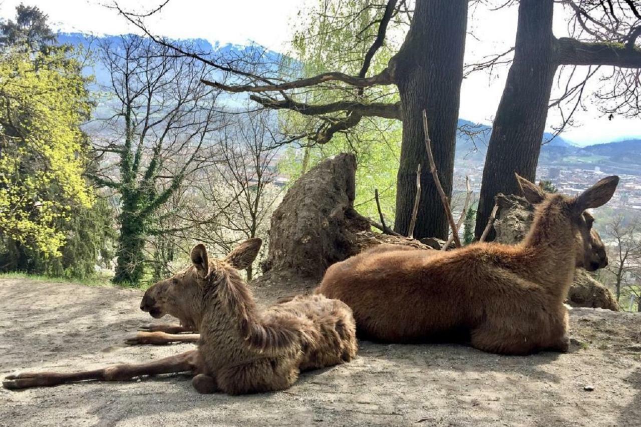 Appartmenthaus Birkenwald Seefeld in Tirol Eksteriør bilde